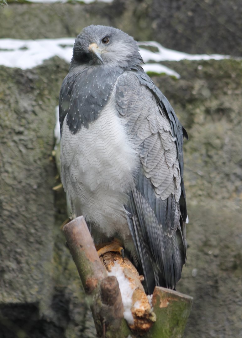 Black-chested buzzard-eagle