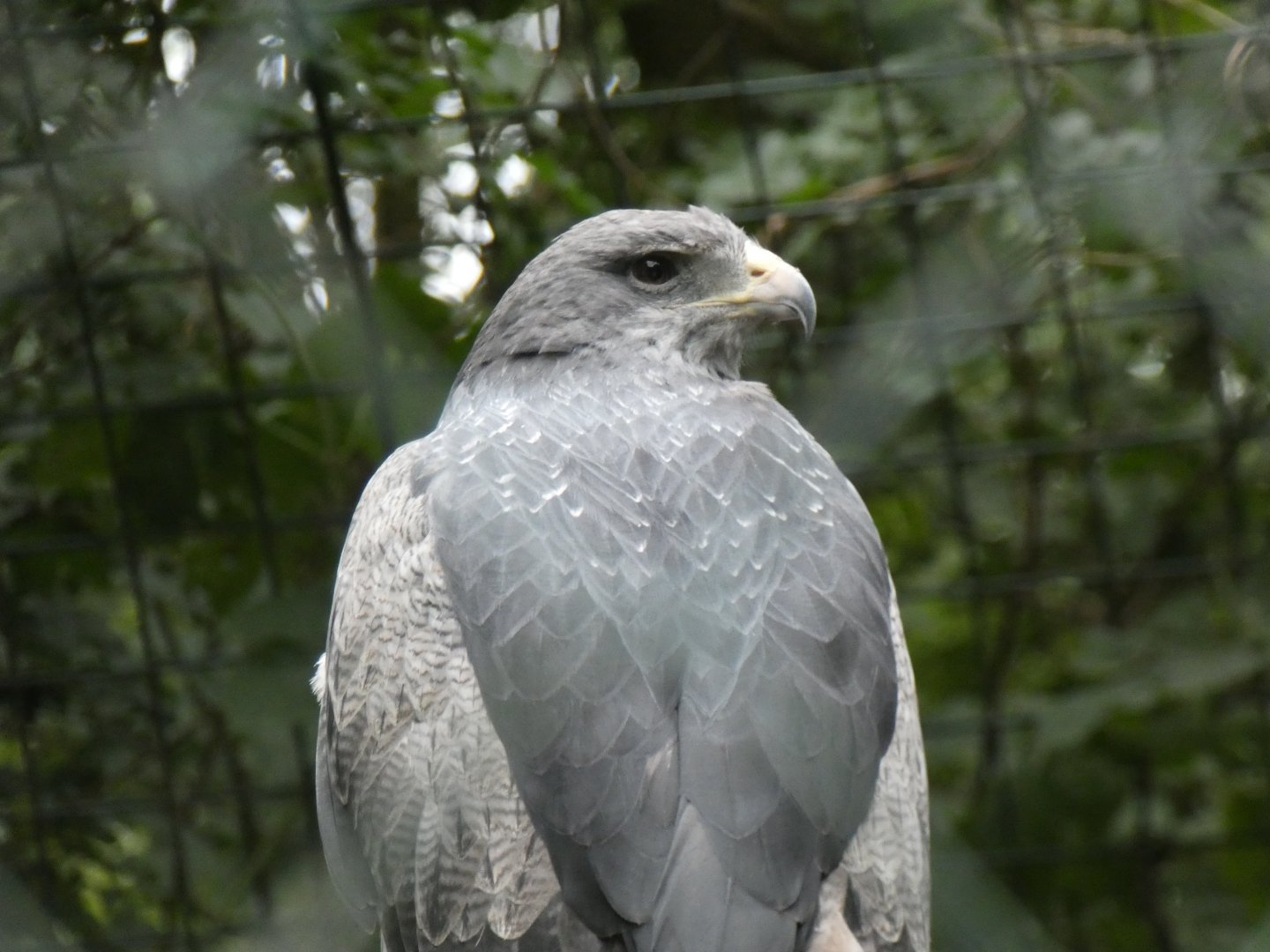Black-chested Buzzard-eagle