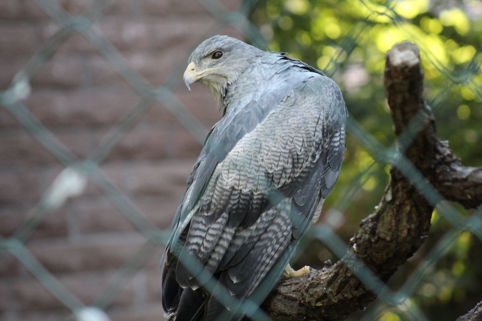 Black-Chested Buzzard-Eagle