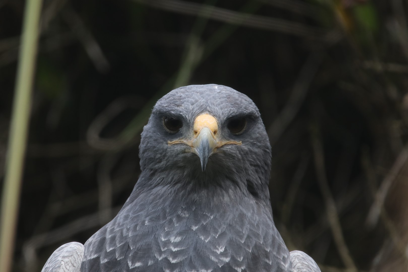 Black-chested buzzard-eagle