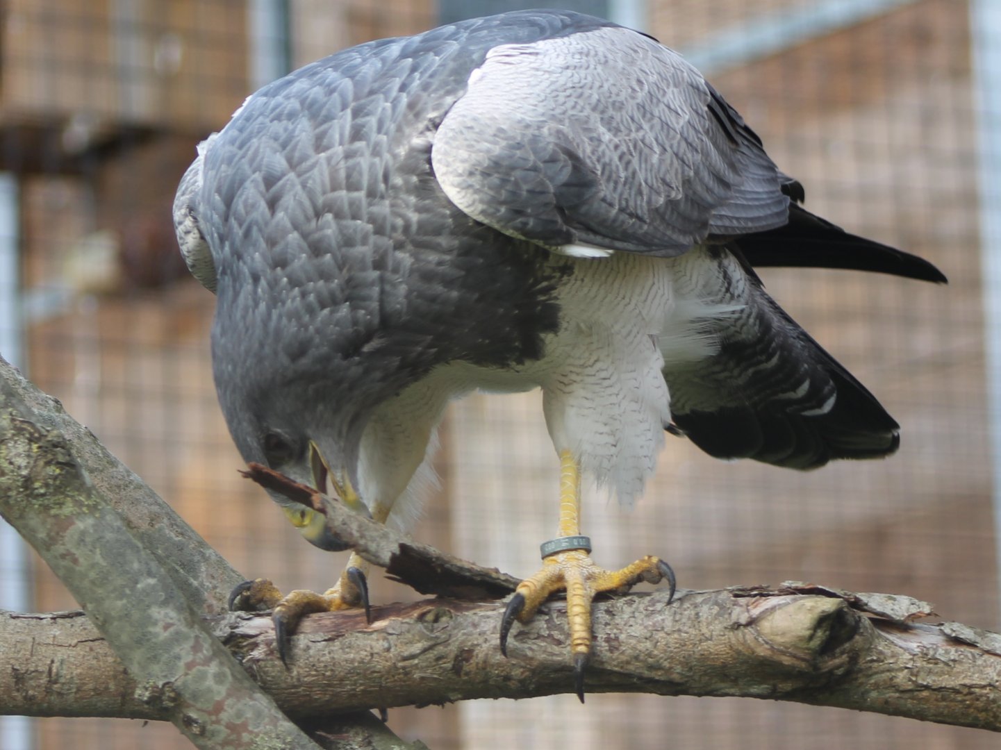 Black-chested buzzard-eagle