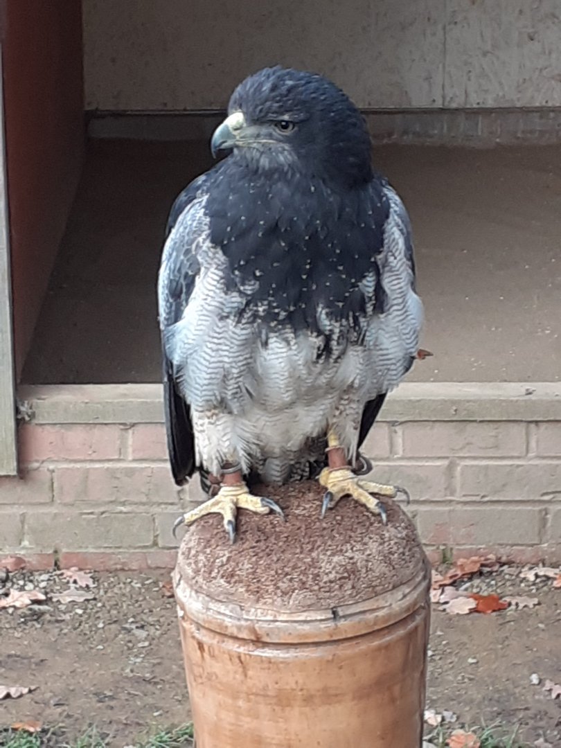 Black chested buzzard eagle