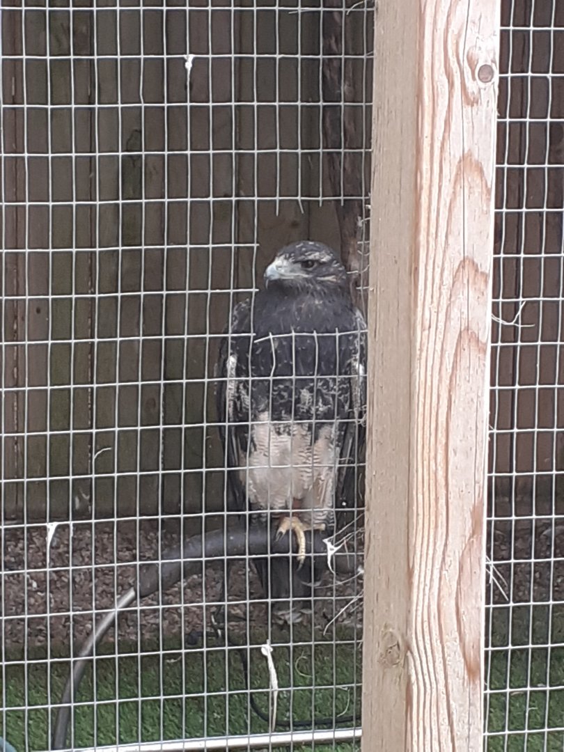 Black chested buzzard eagle