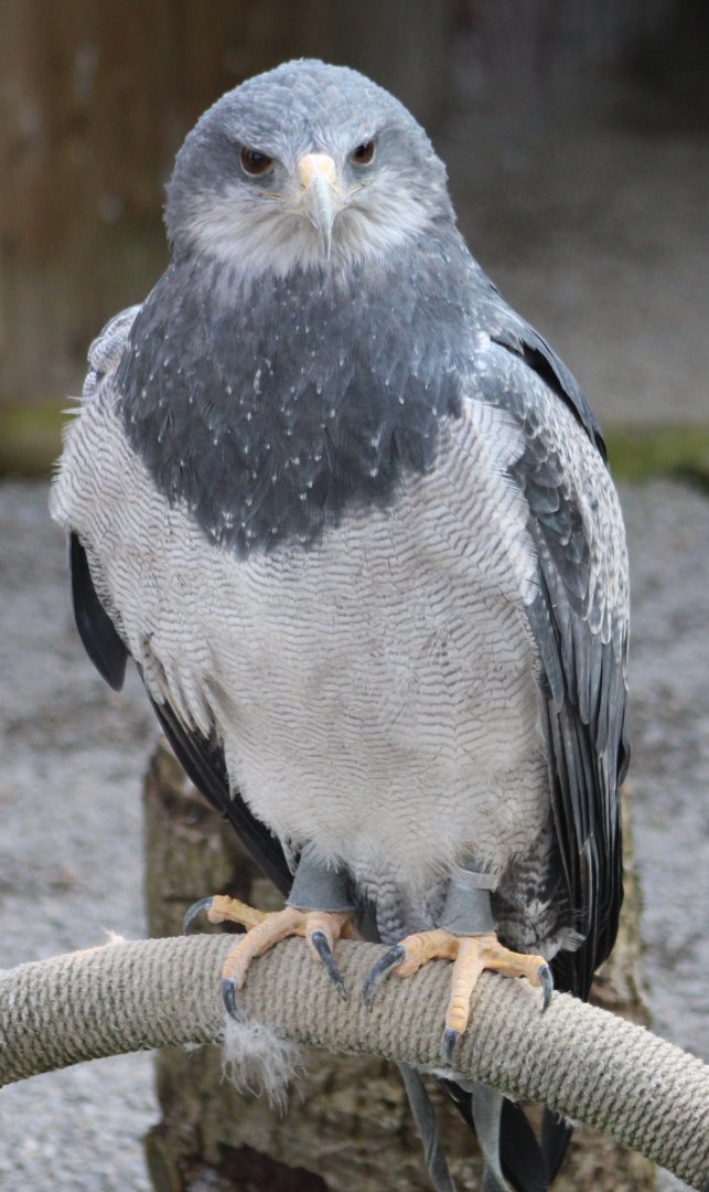 Black-chested buzzard-eagle