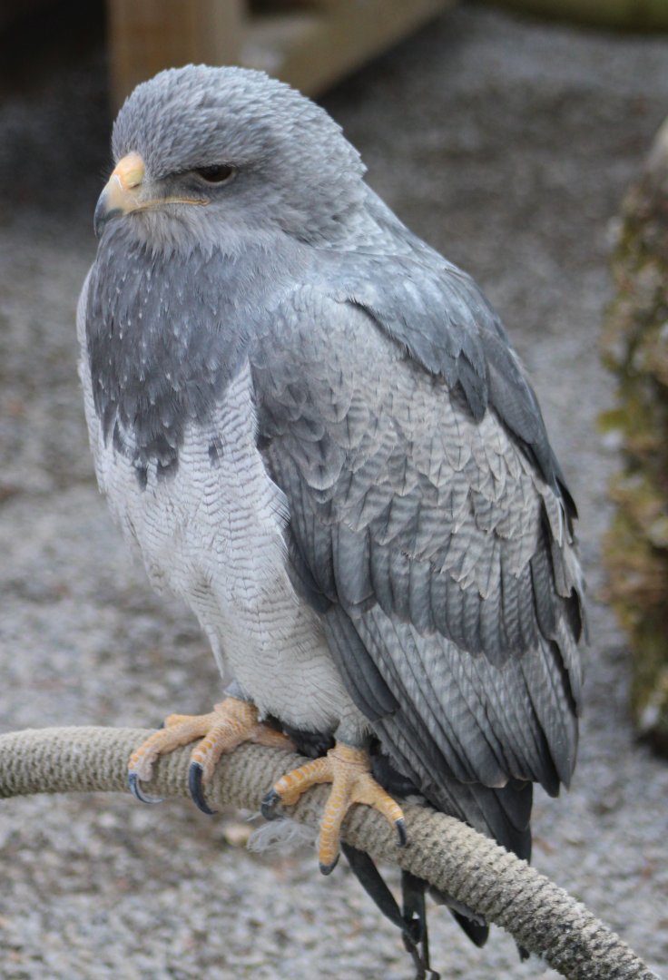 Black-chested buzzard-eagle