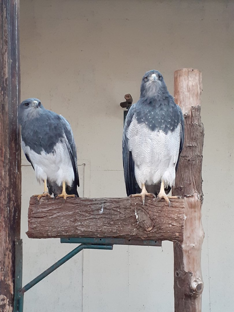 Black chested buzzard eagle
