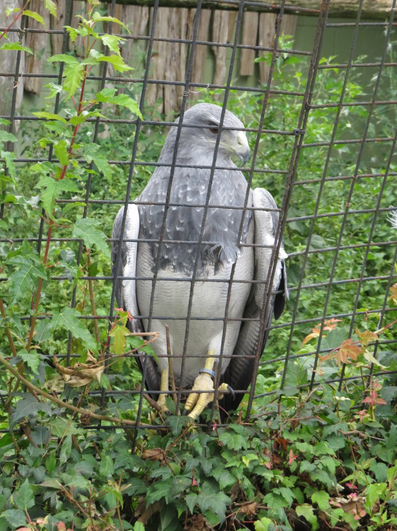 Black-chested buzzard-eagle