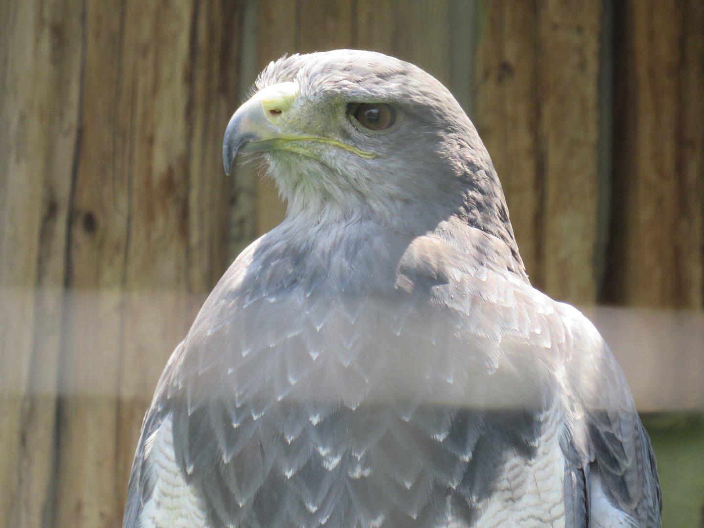 Black-chested buzzard-eagle