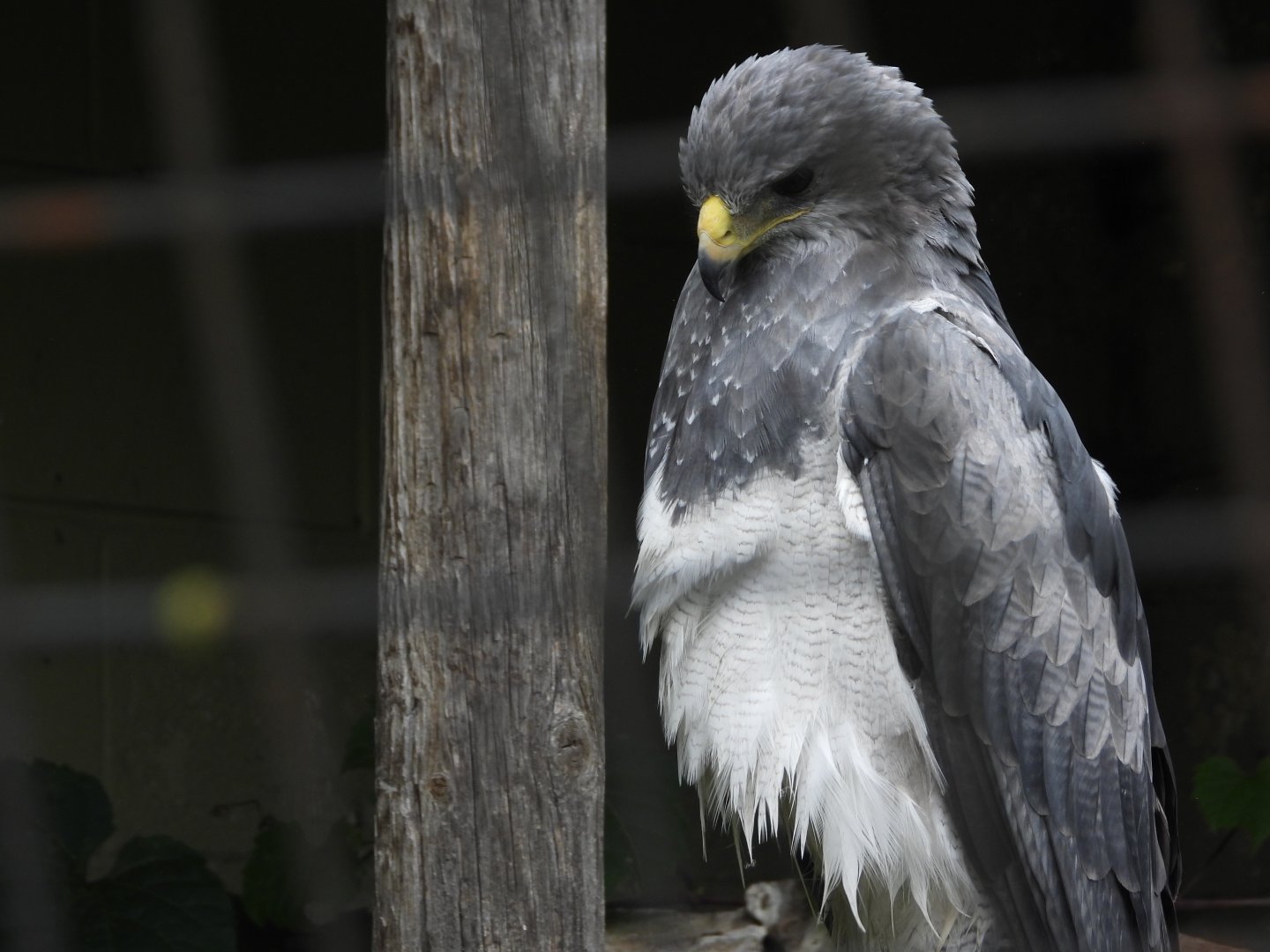 Black-chested buzzard-eagle