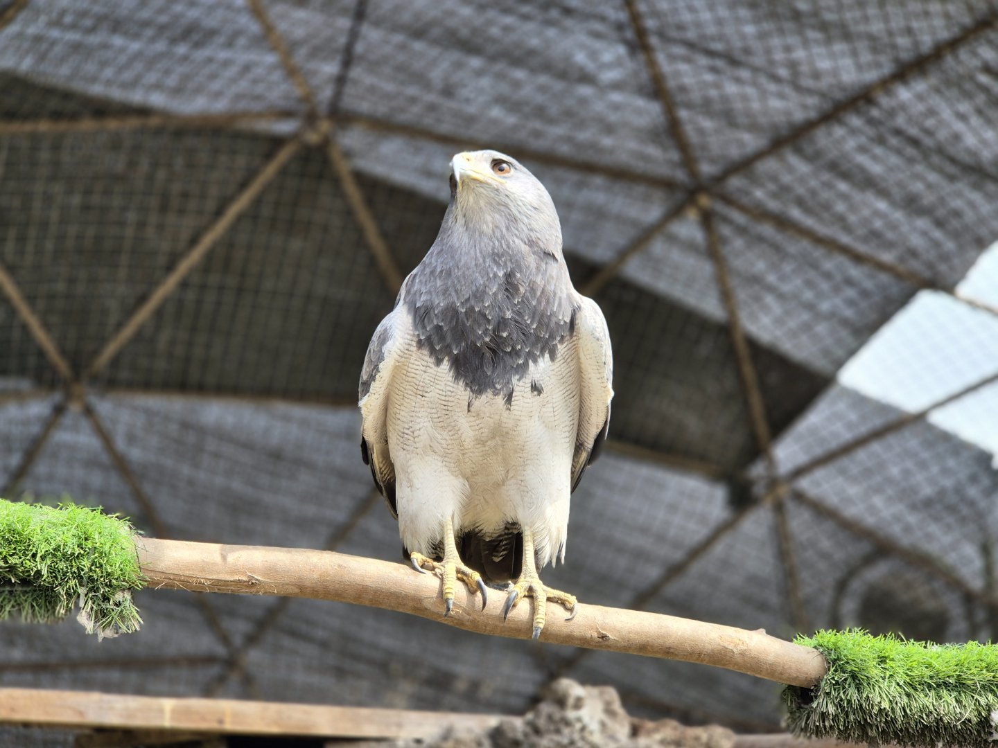 Black-chested buzzard-eagle