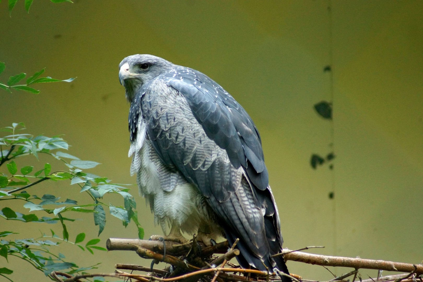 Black Chested Buzzard
