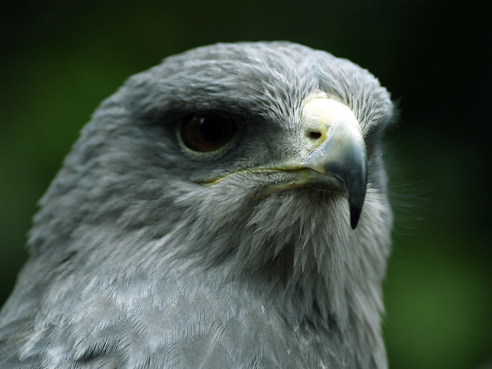 Black-chested Eagle-buzzard