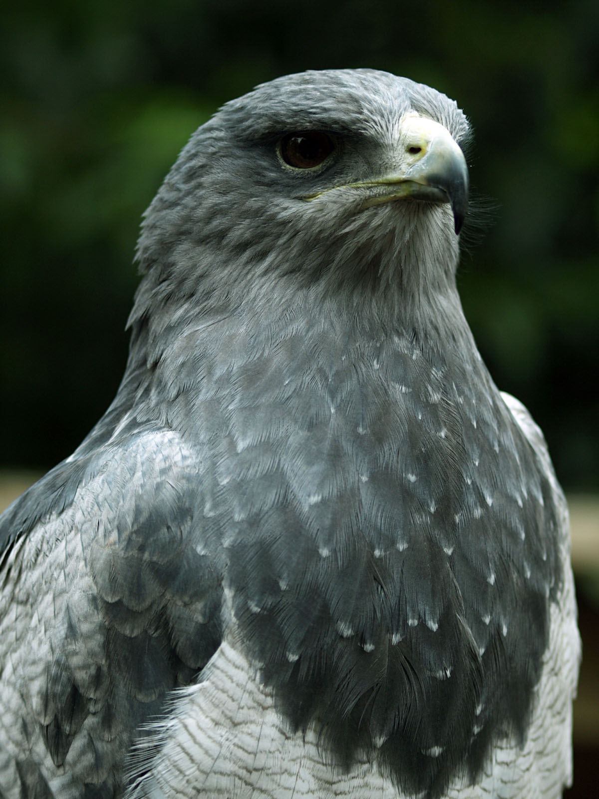 Black-chested Eagle-buzzard