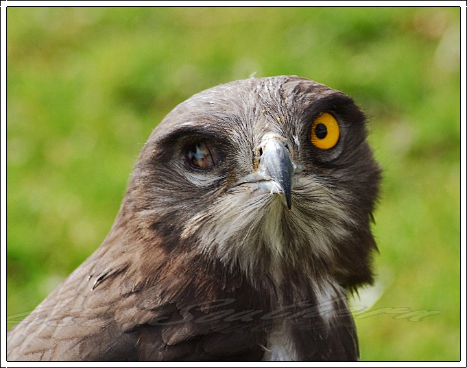 Black-chested Harrier-Eagle