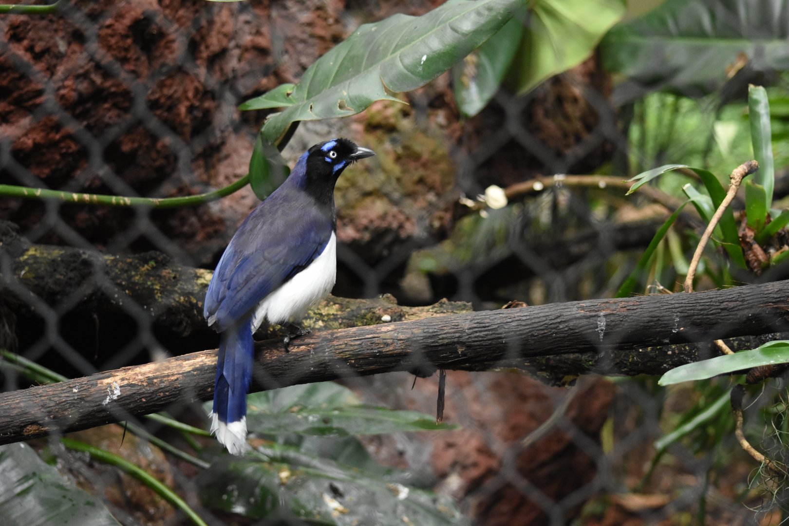 Black-chested Jay (Cyanocorax affinis)