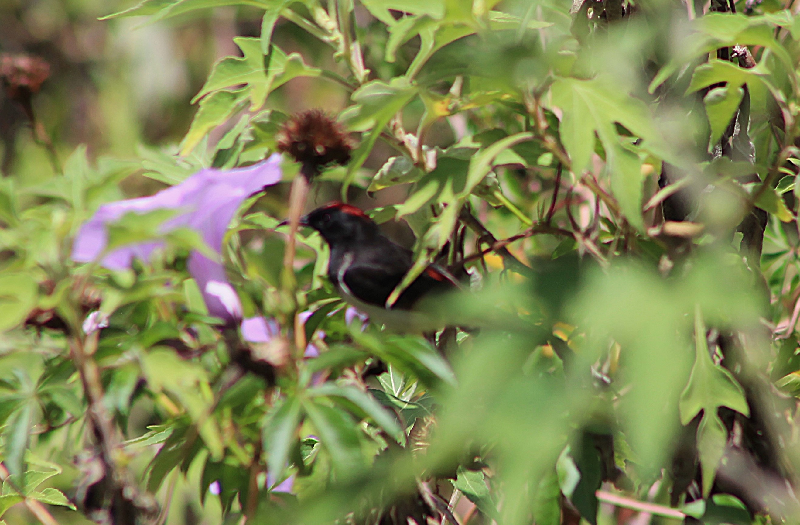 Black-chested Myzomela (Myzomela vulnerata)