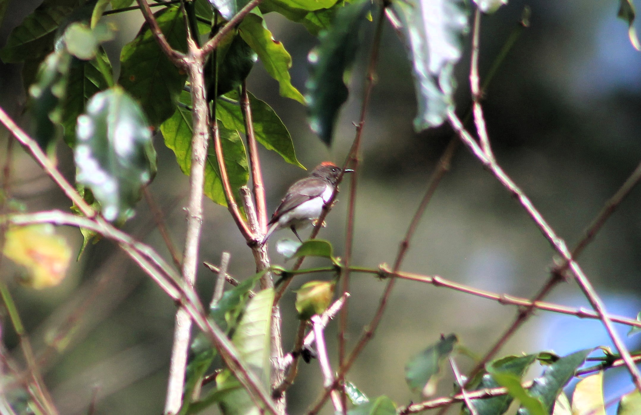 Black-chested Myzomela (Myzomela vulnerata)