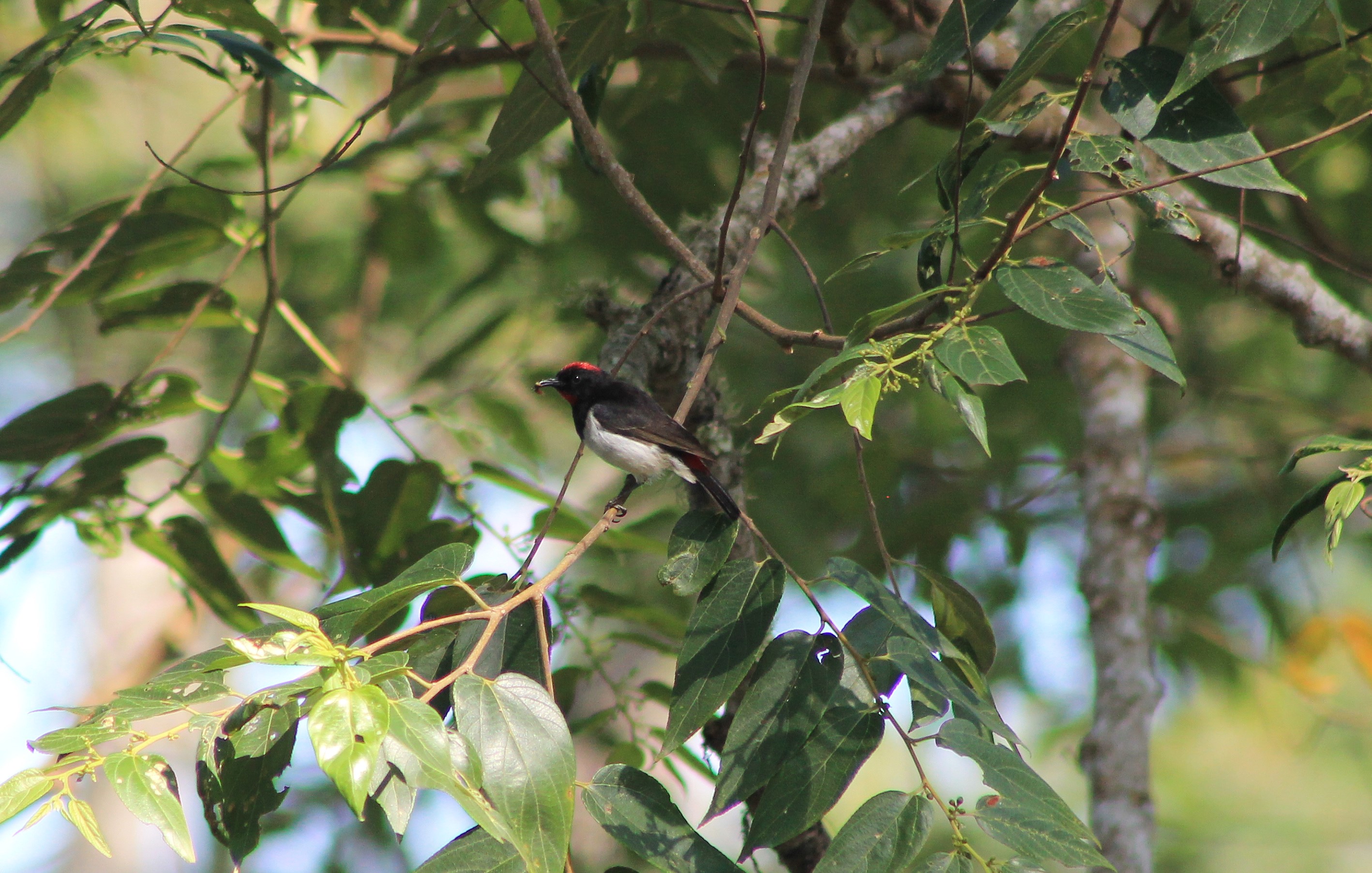 Black-chested Myzomela (Myzomela vulnerata)