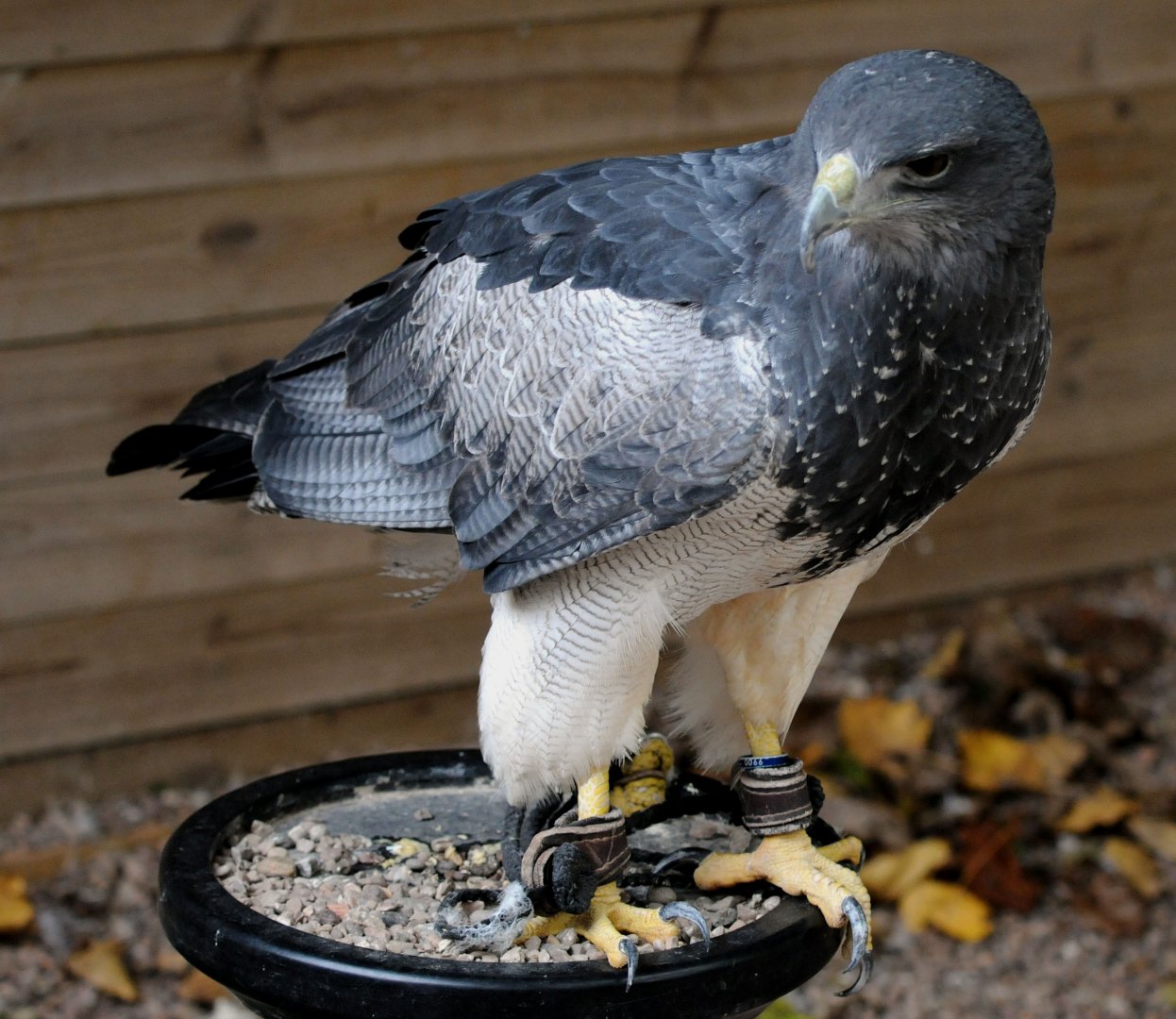 BLACK CHESTED OR CHILEAN BLUE BUZZARD EAGLE