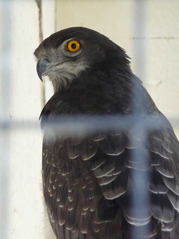 Black-chested Snake Eagle (Circaetus pectoralis), October 2009