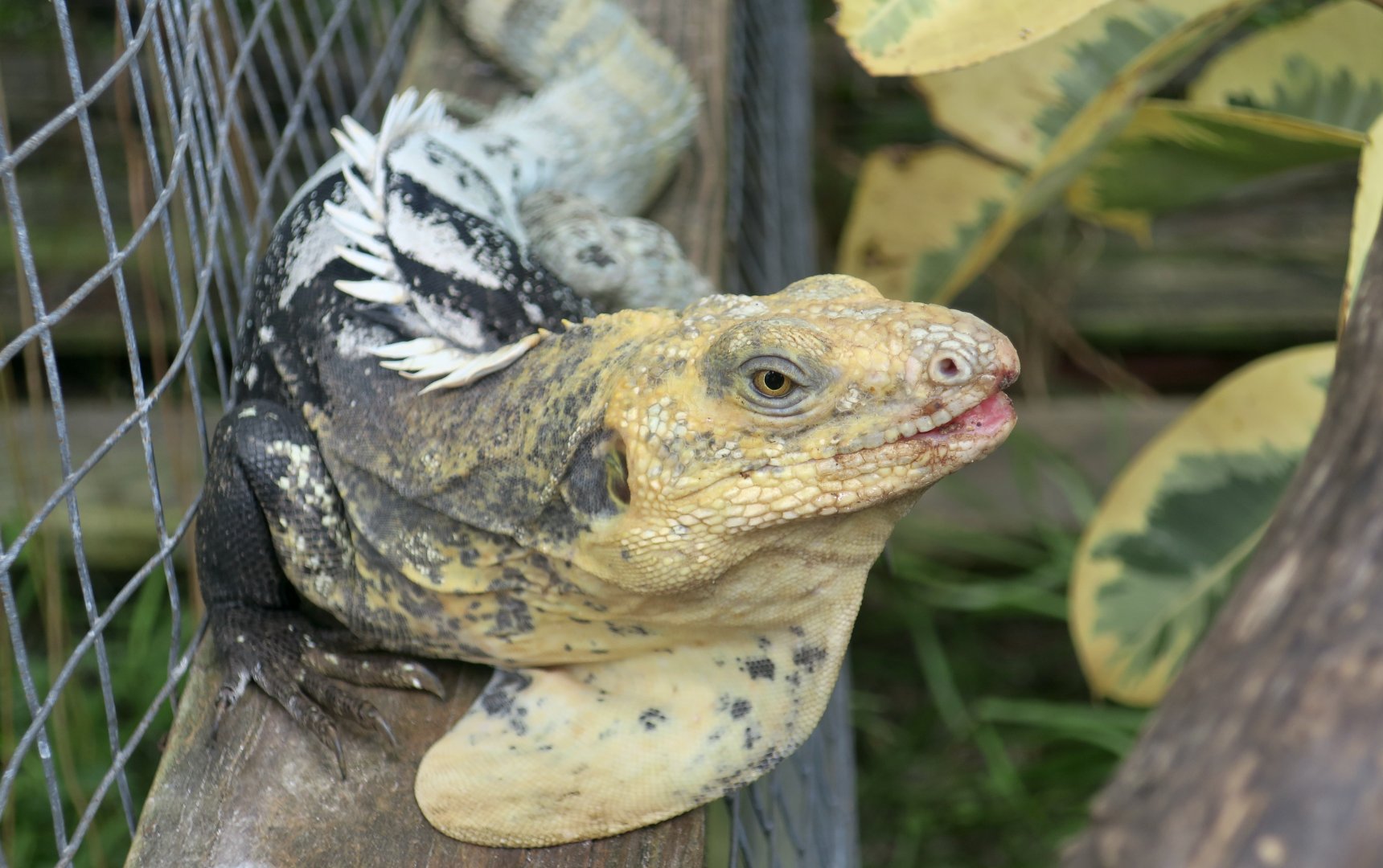 Black-Chested Spiny-Tailed Iguana (Ctenosaura melanosterna) - male