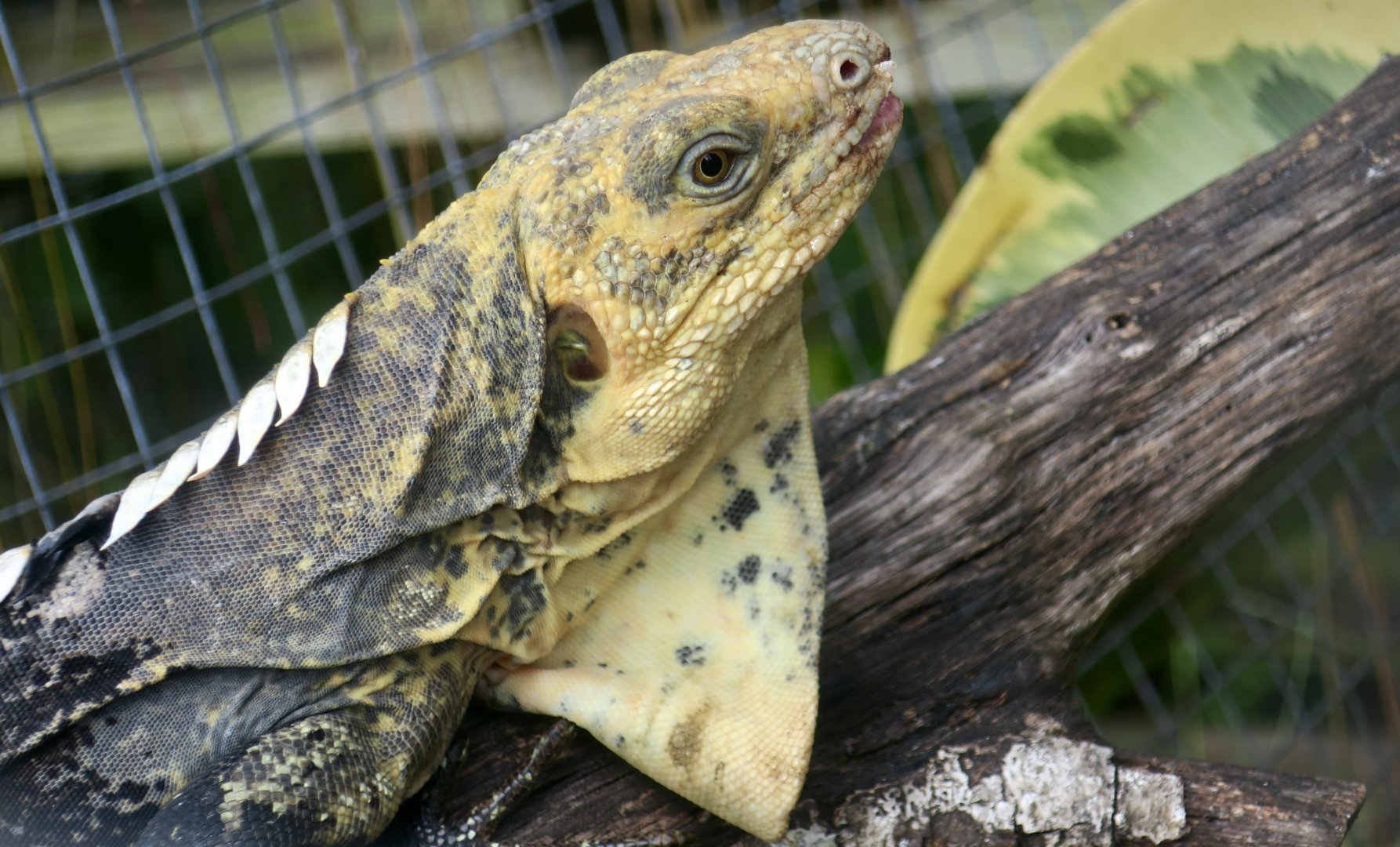 Black-Chested Spiny-Tailed Iguana (Ctenosaura melanosterna) - male