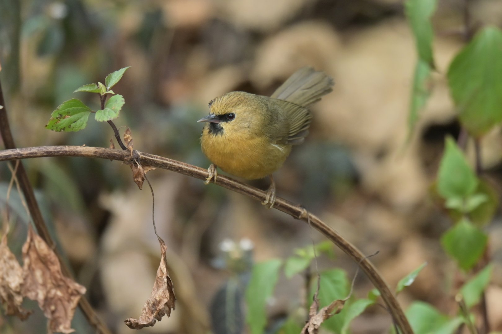Black-chinned Babbler Cyanoderma pyrrhops