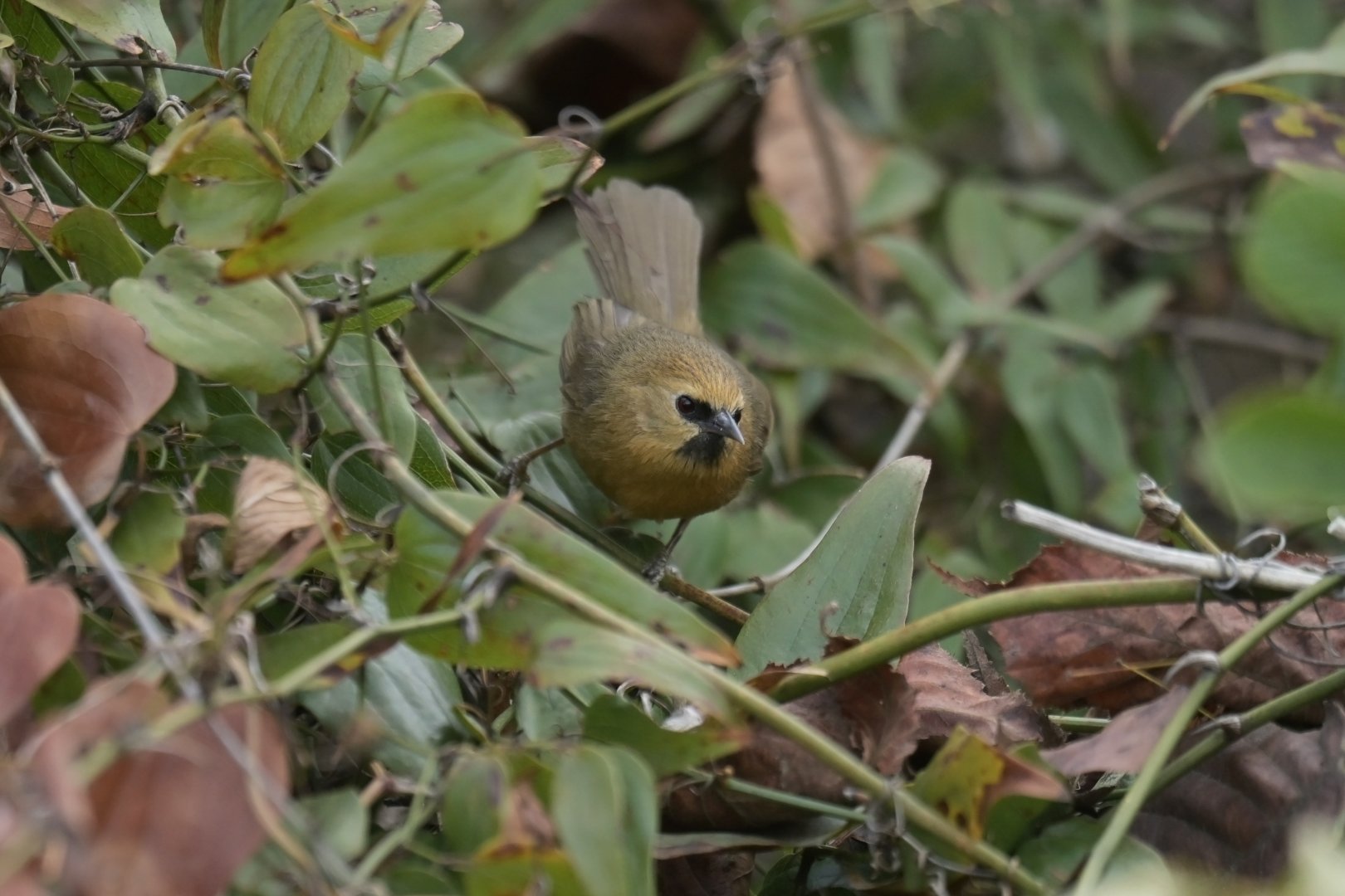 Black-chinned Babbler Cyanoderma pyrrhops