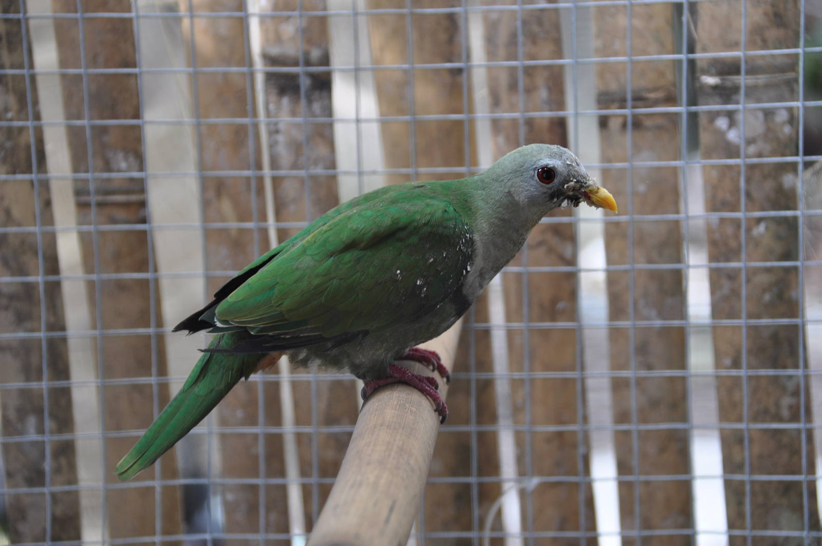 Black-chinned fruit dove/ Ptilinopus leclancheri leclancheri