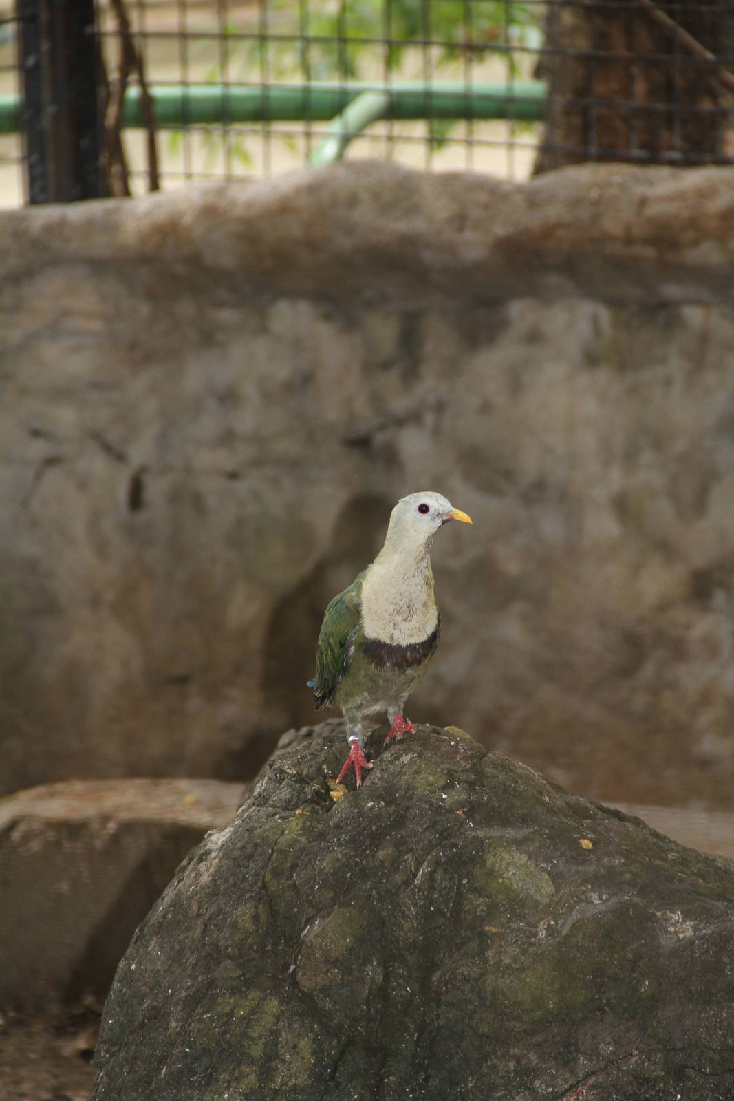 Black-chinned Fruit Dove (Ptilinopus leclancheri)