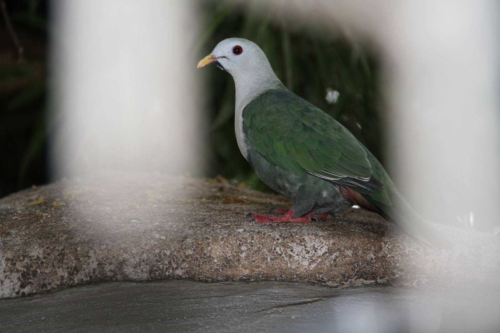 Black-chinned Fruit Dove (Ptilinopus leclancheri)