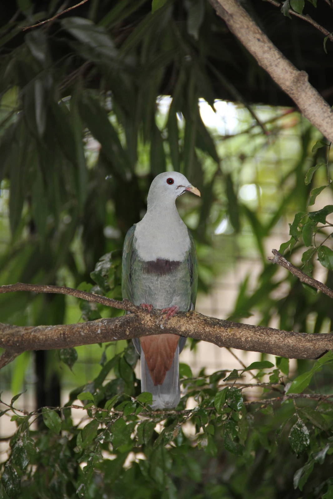 Black-chinned Fruit Dove (Ptilinopus leclancheri)