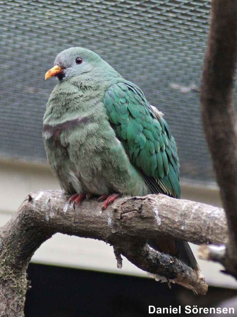 Black-chinned fruit dove (Ptilinopus leclancheri)