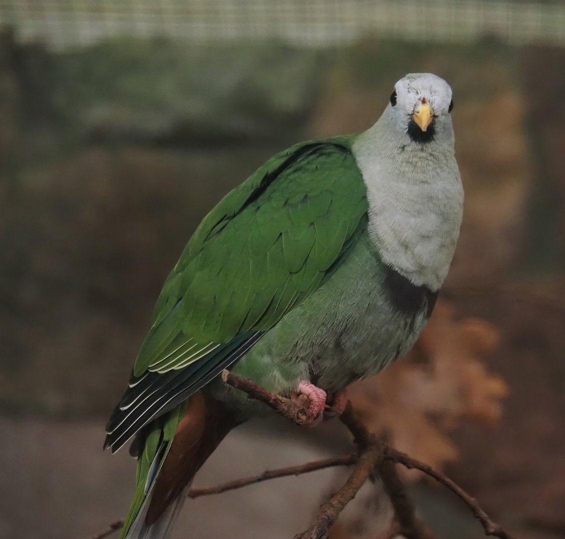 Black-chinned fruit-dove (Ramphiculus leclancheri), 2024-05-22