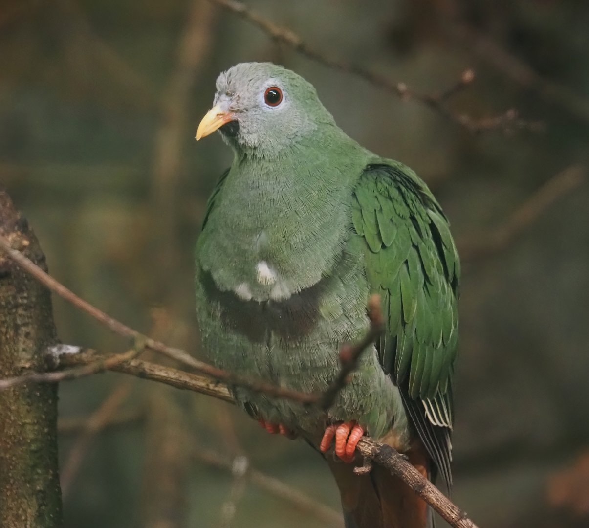 Black-chinned fruit-dove (Ramphiculus leclancheri), 2024-05-22
