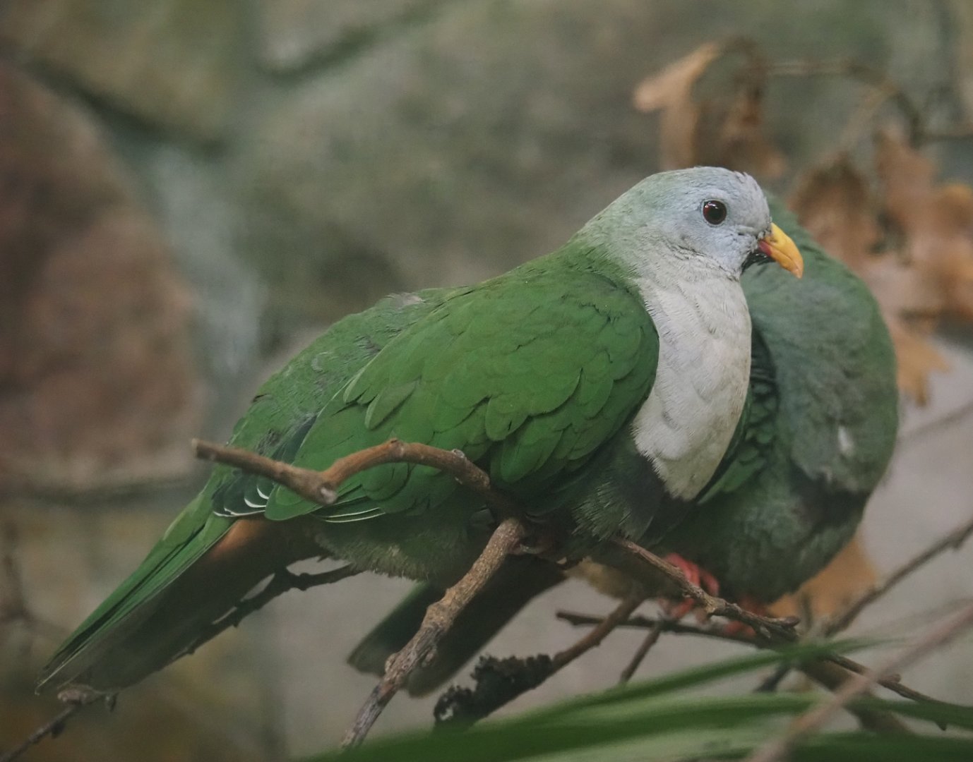 Black-chinned fruit-dove (Ramphiculus leclancheri), 2024-05-23