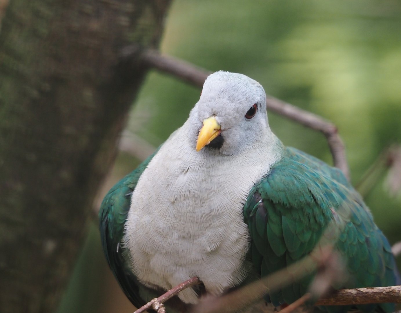 Black-chinned fruit-dove (Ramphiculus leclancheri), 2024-05-23