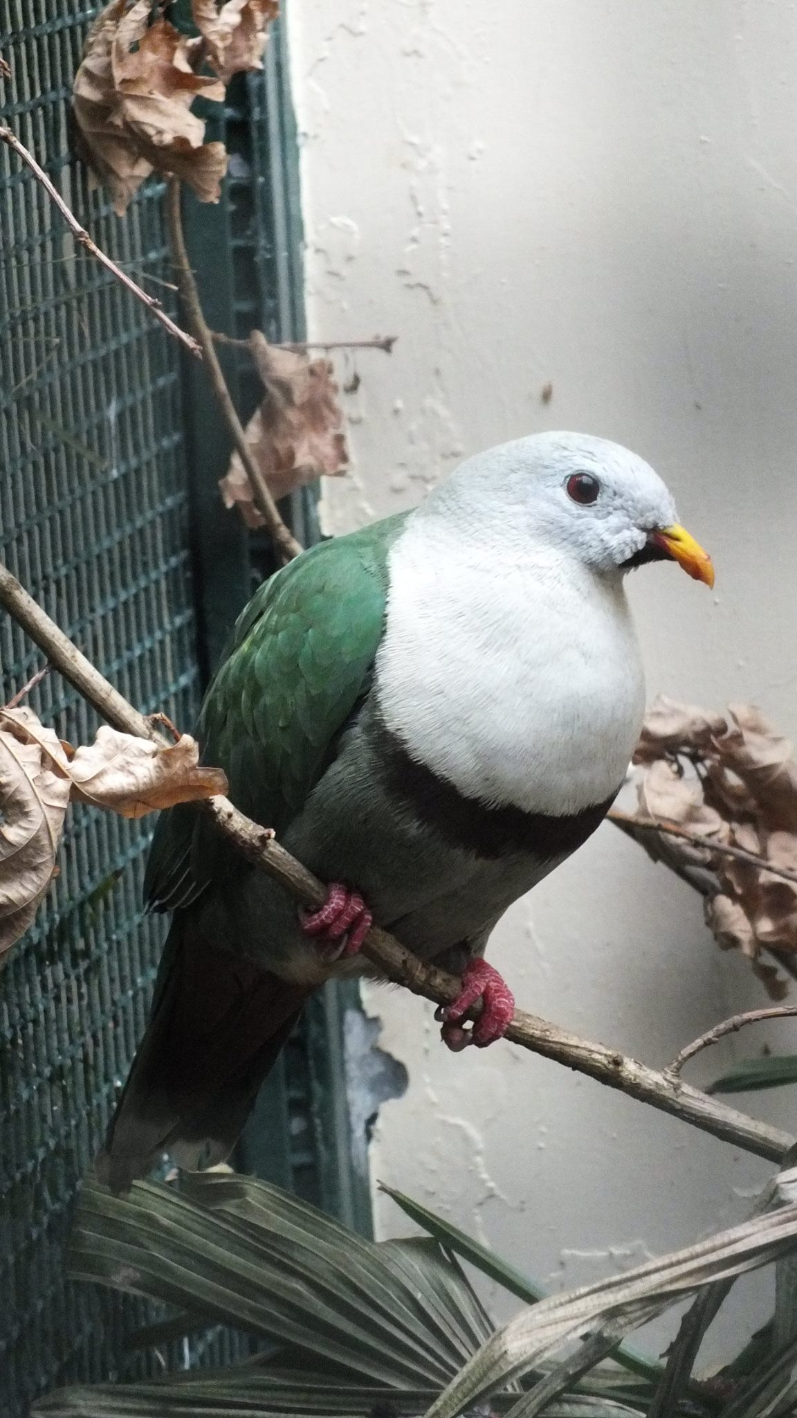 Black-chinned Fruit Dove (Ramphiculus leclancheri) at Weltvogelpark Walsrode - June 2016