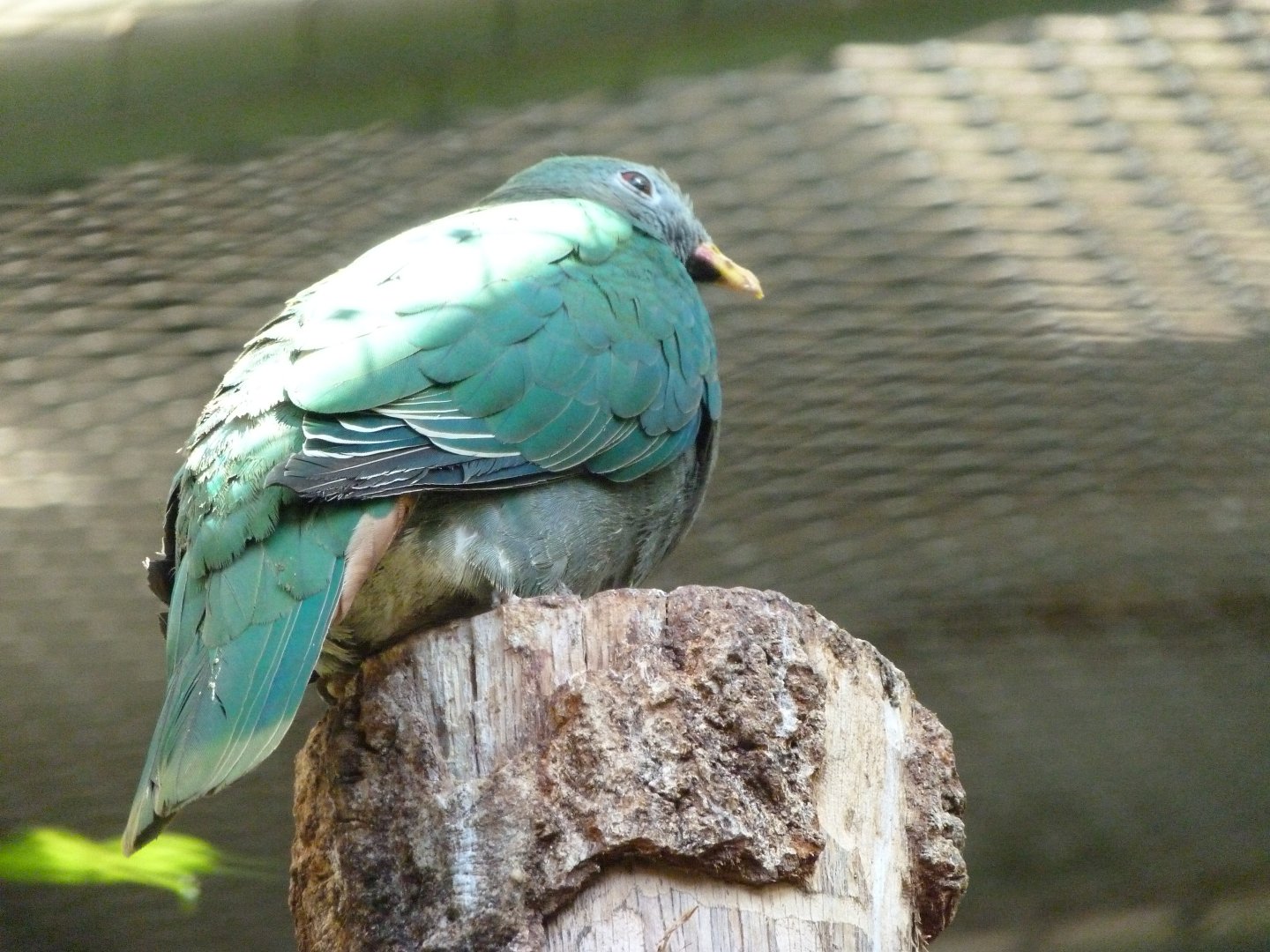 Black-chinned fruit-dove -Zoo Praha (2025)