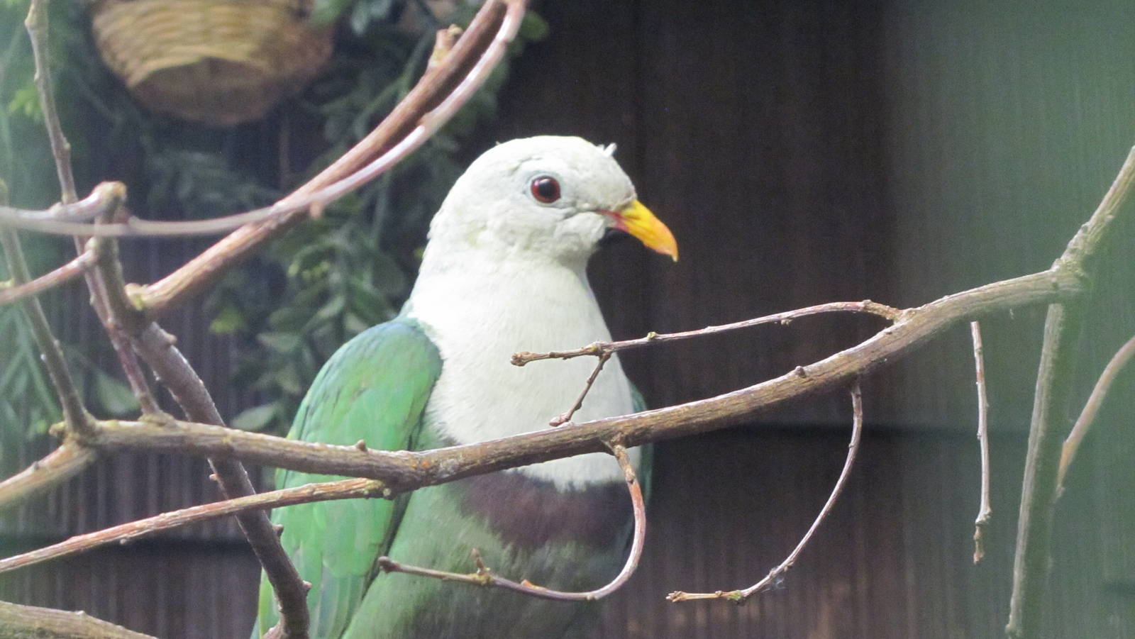 Black-chinned fruit-dove