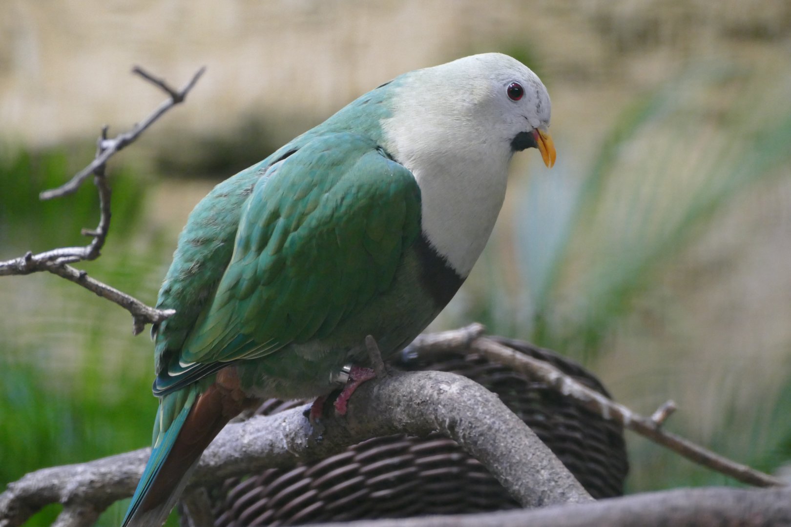 Black-chinned fruit-dove