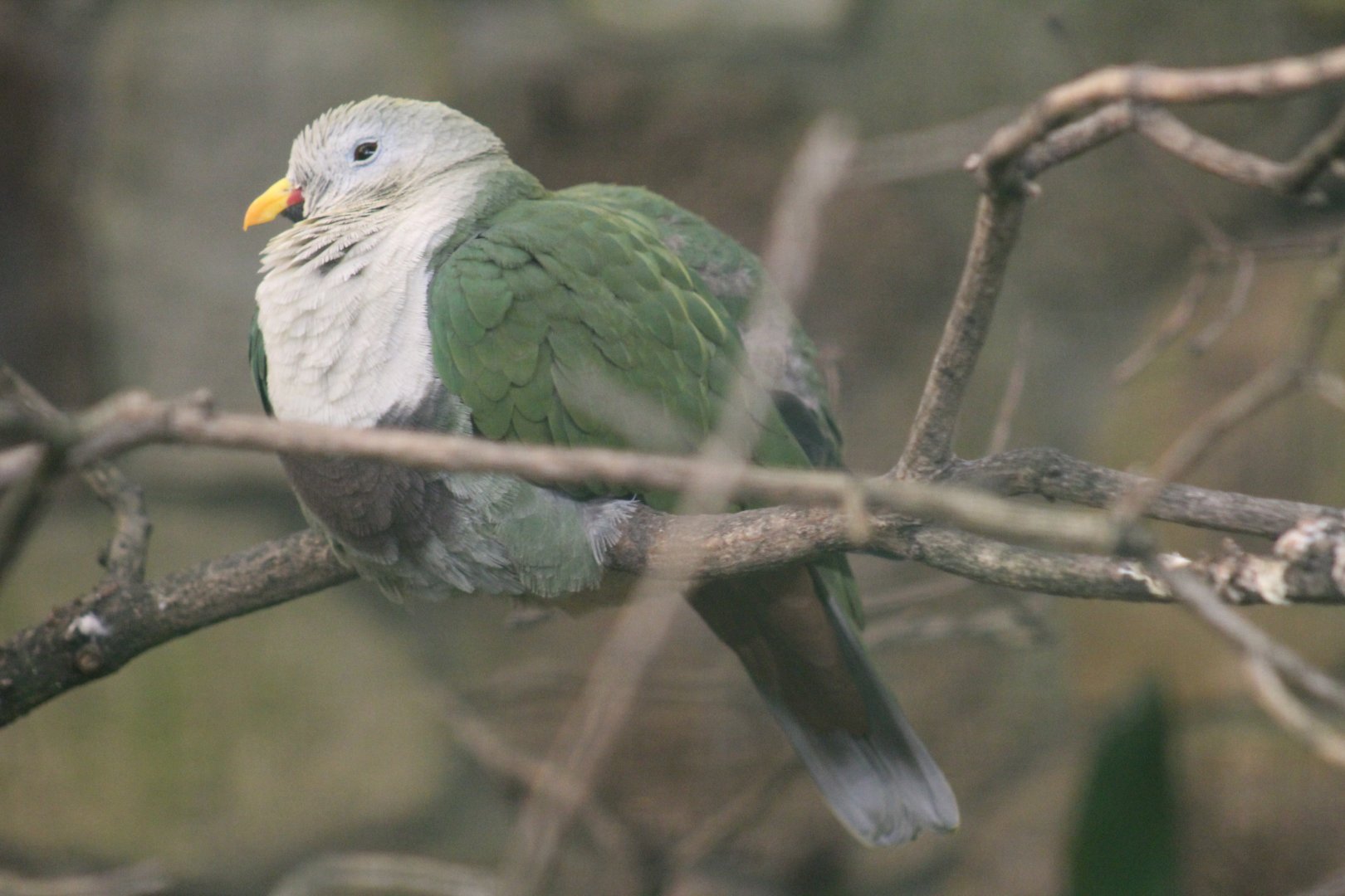 Black-Chinned Fruit-Dove