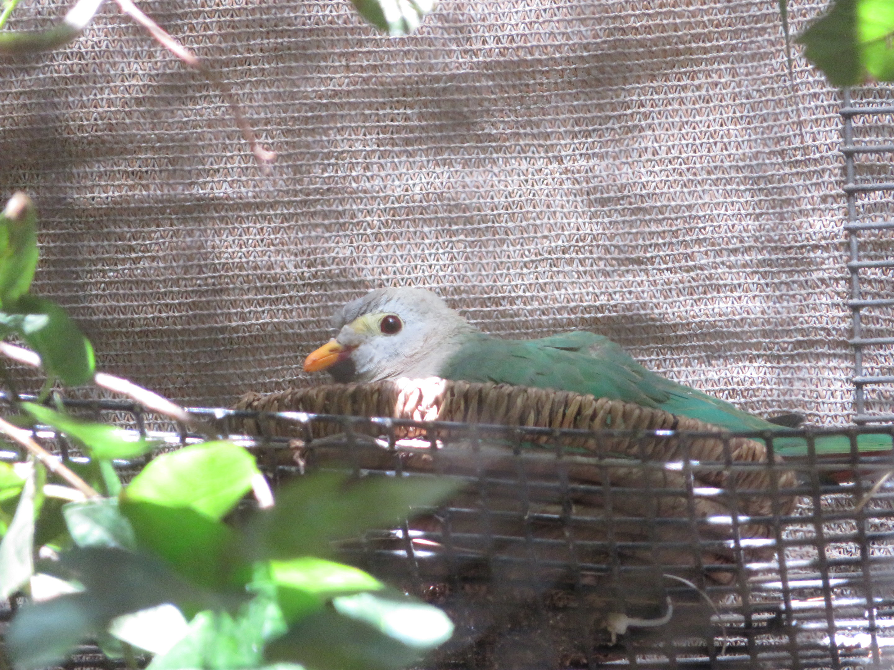 Black-chinned Fruit Dove