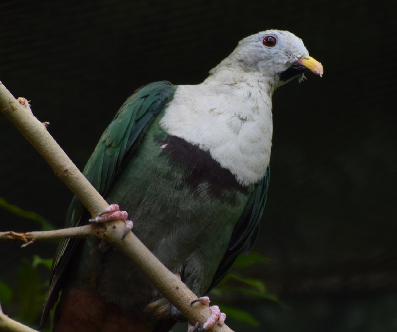 Black-chinned fruit dove