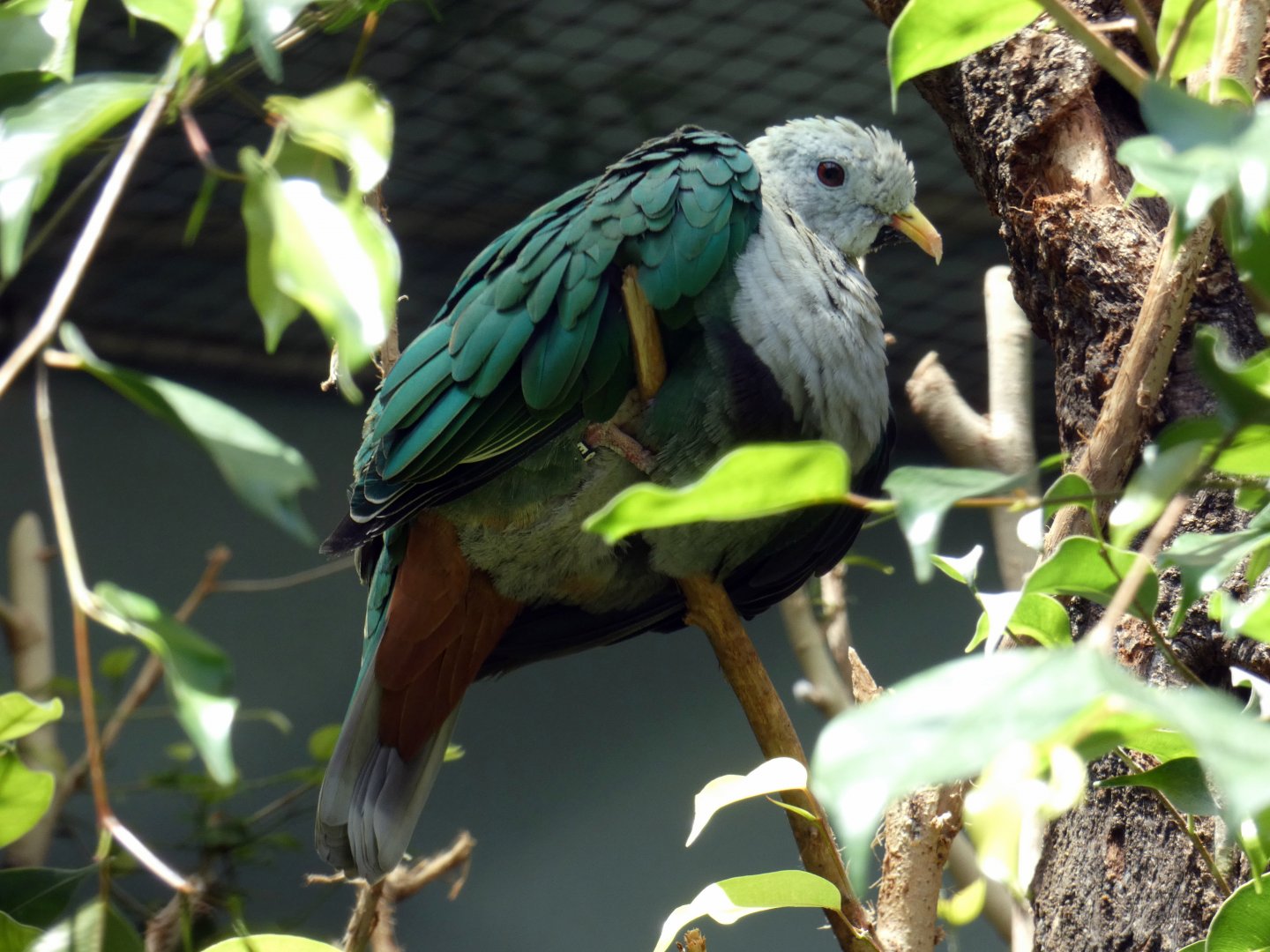 Black-chinned fruit dove