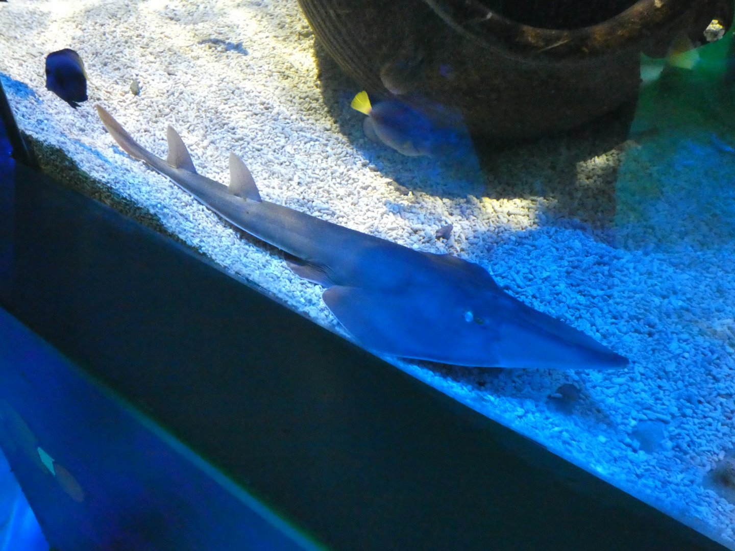 Black-chinned guitarfish