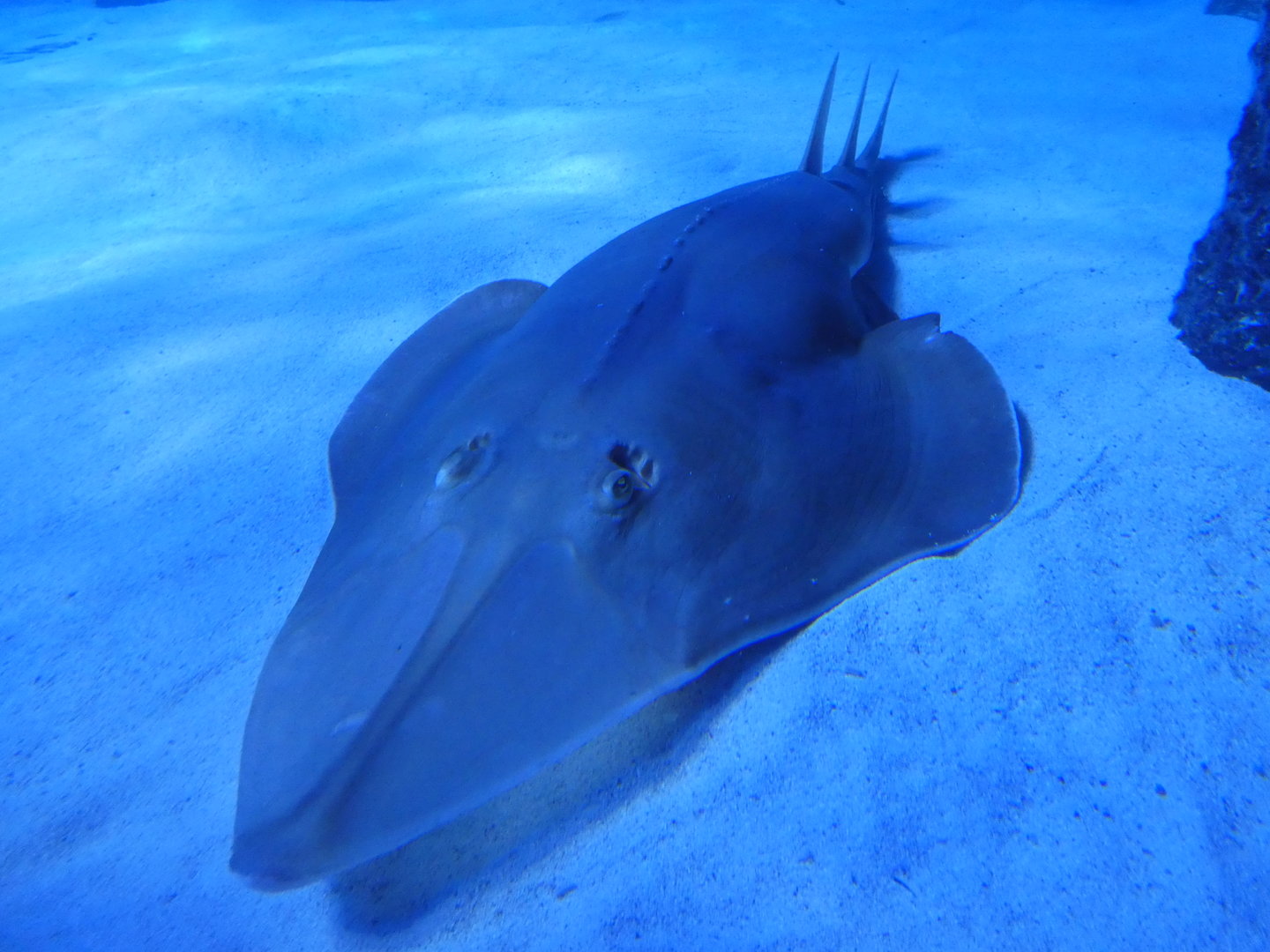 Black-chinned guitarfish