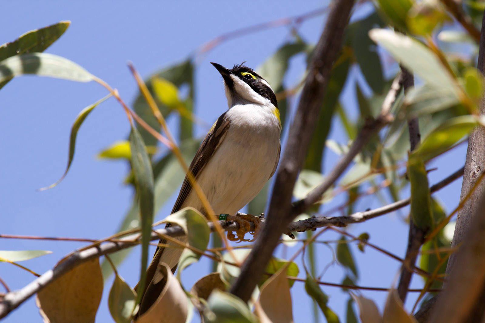Black-chinned Honeyeater