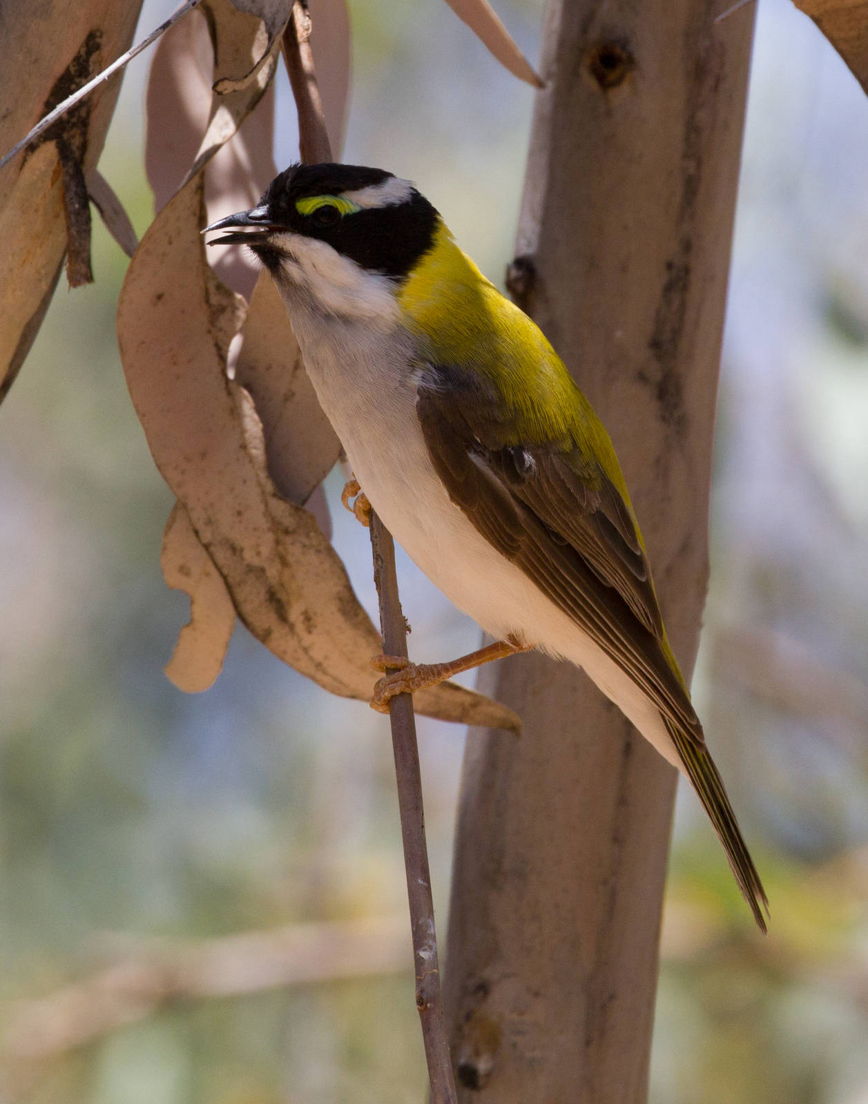 Black-chinned Honeyeater