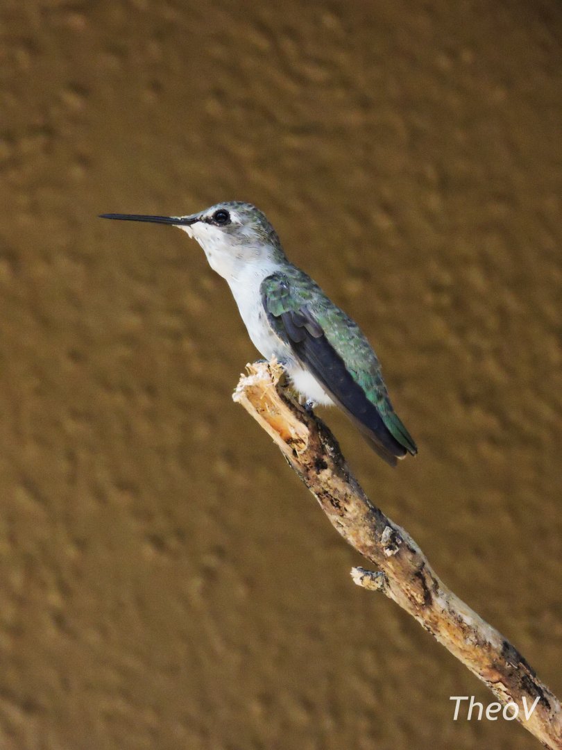 Black-chinned hummingbird [2015]